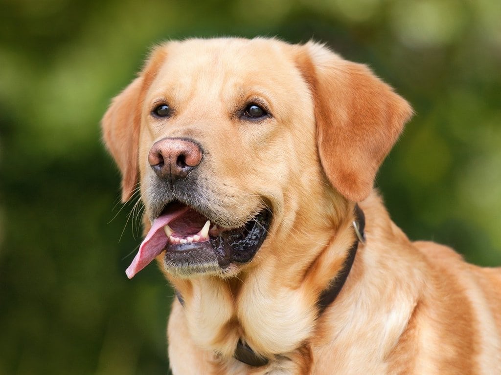 Quels sont les compétences d'un comportementaliste canin ?